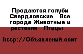 Продаются голуби Свердловские - Все города Животные и растения » Птицы   